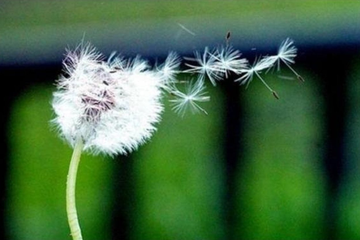 Семена одуванчика