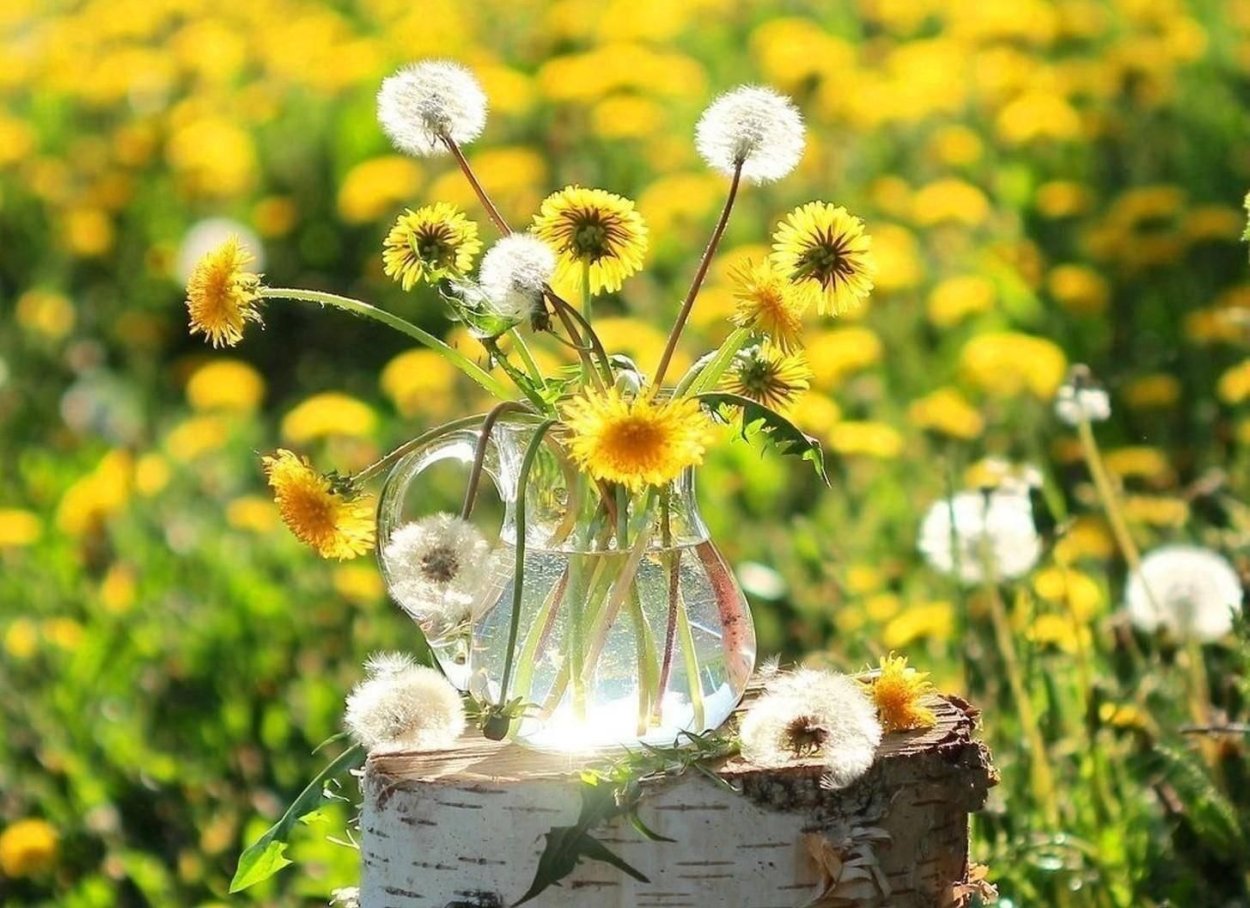 Девушка дует на одуванчик