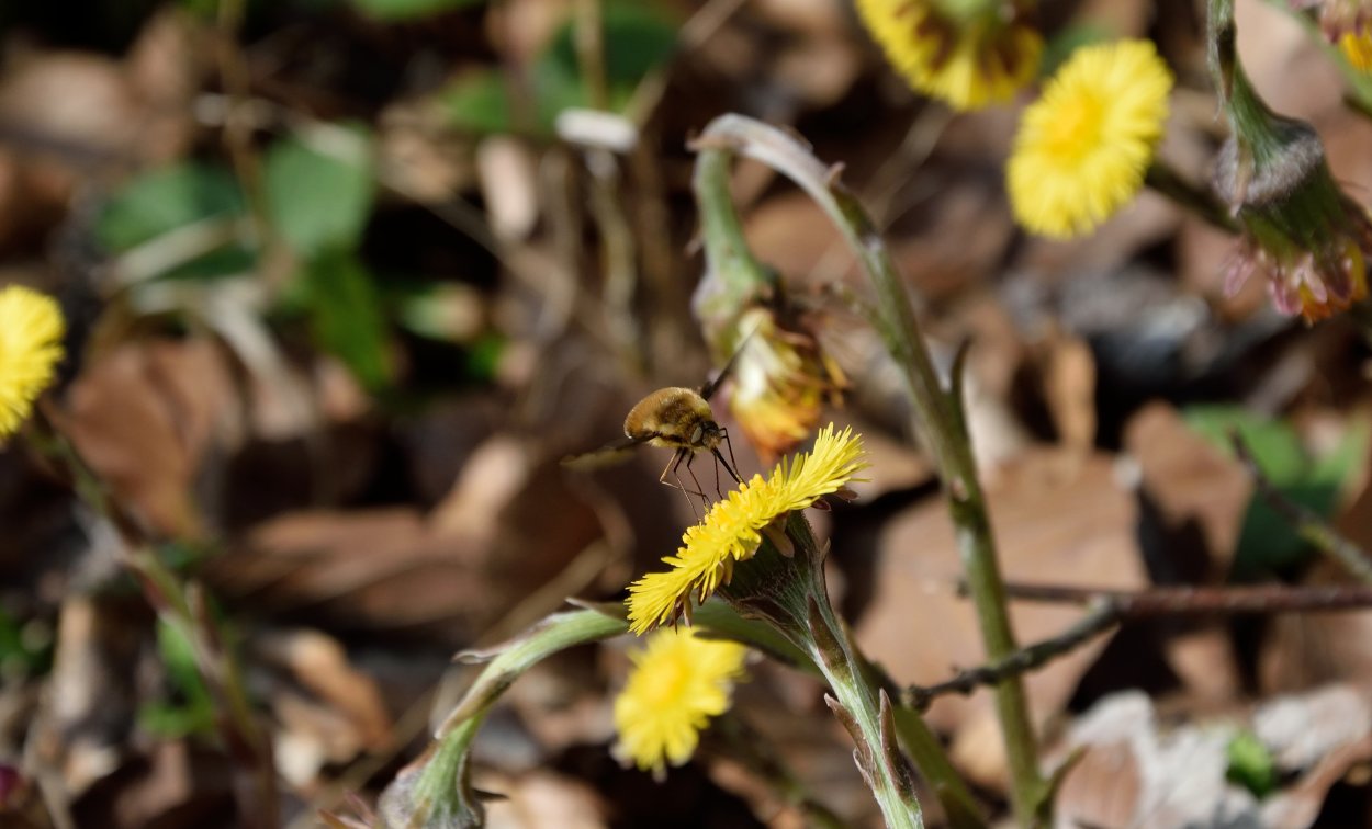 Росток одуванчика