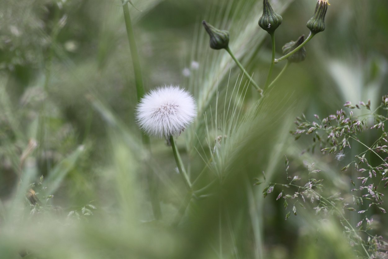 Одуванчик сквозь асфальт