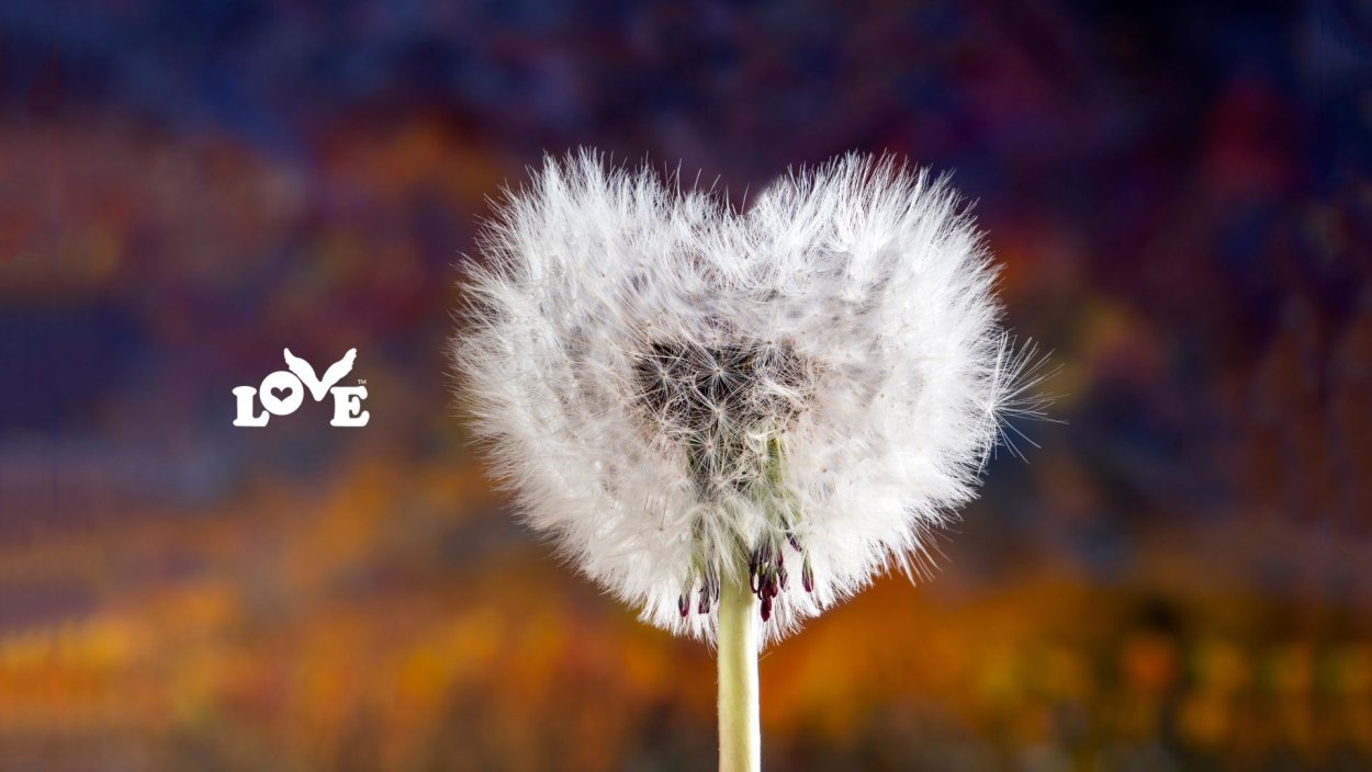 Одуванчик снежный