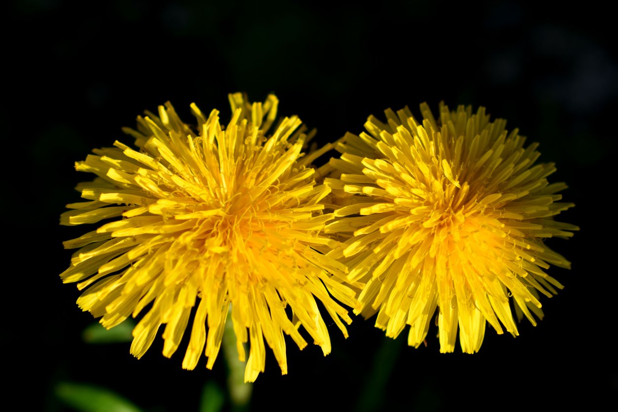 "Одуванчик" Ришарлисон