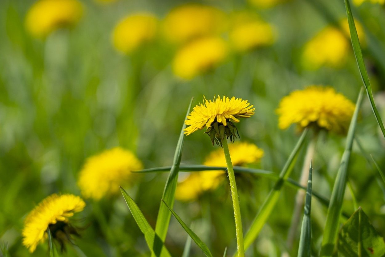 Good morning одуванчик