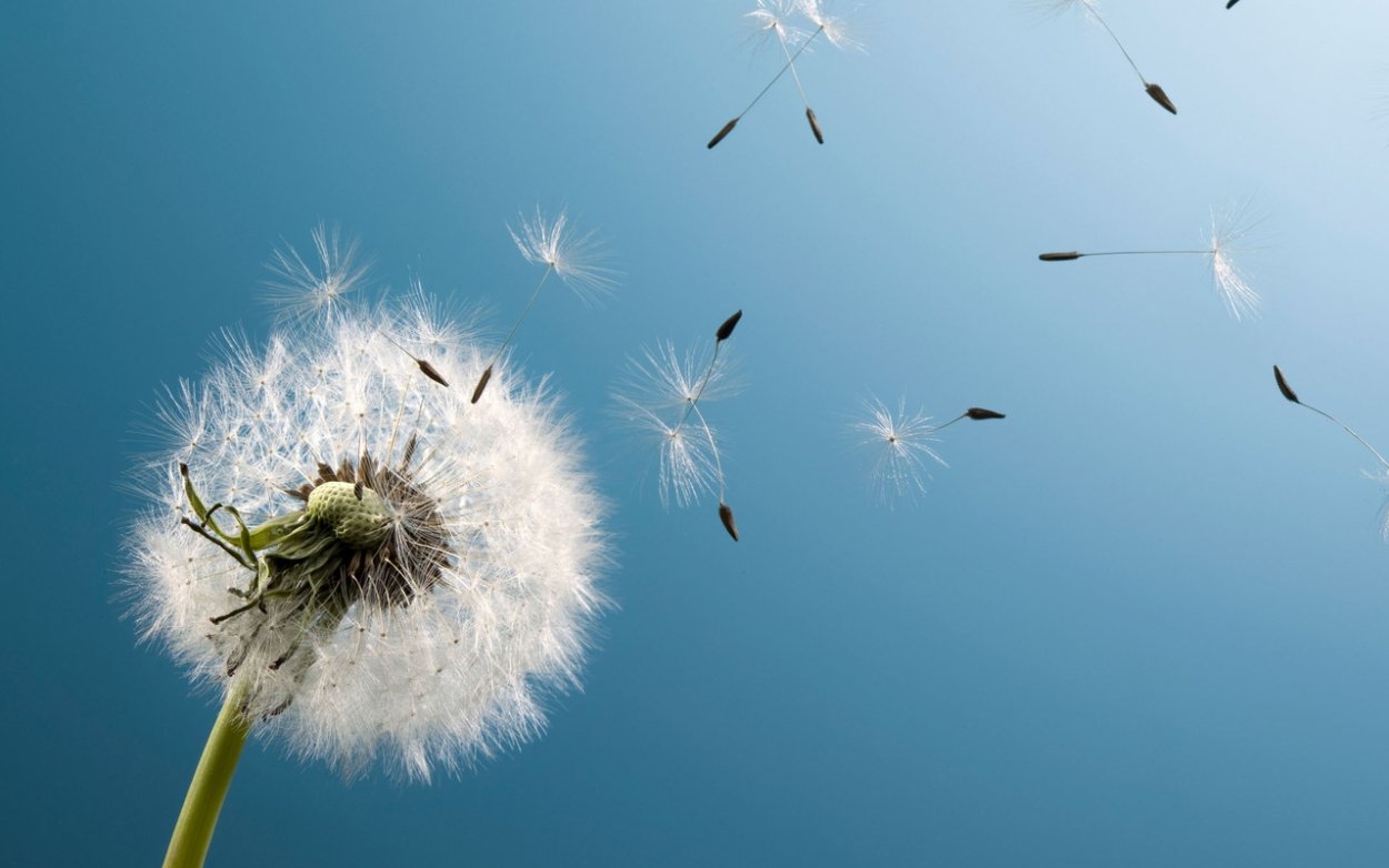 Пушинки одуванчика