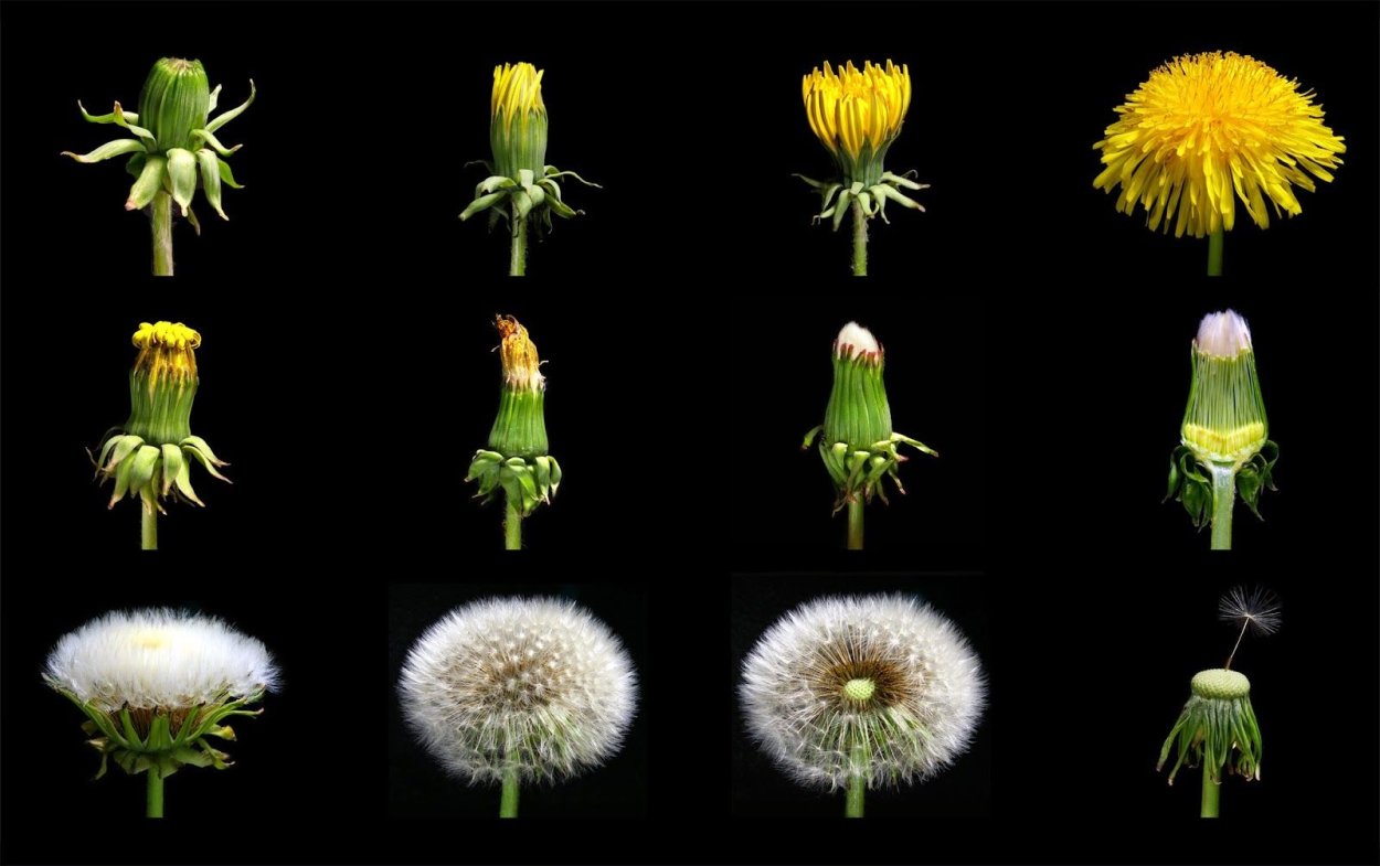Этапы цветения одуванчика