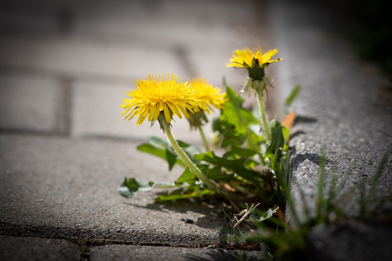 Балерина в цветах