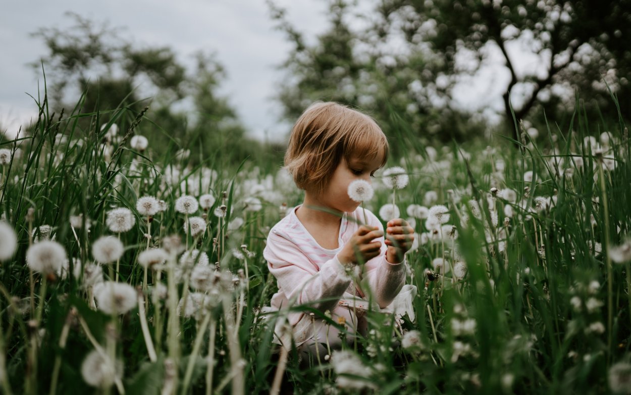 Красивые одуванчики