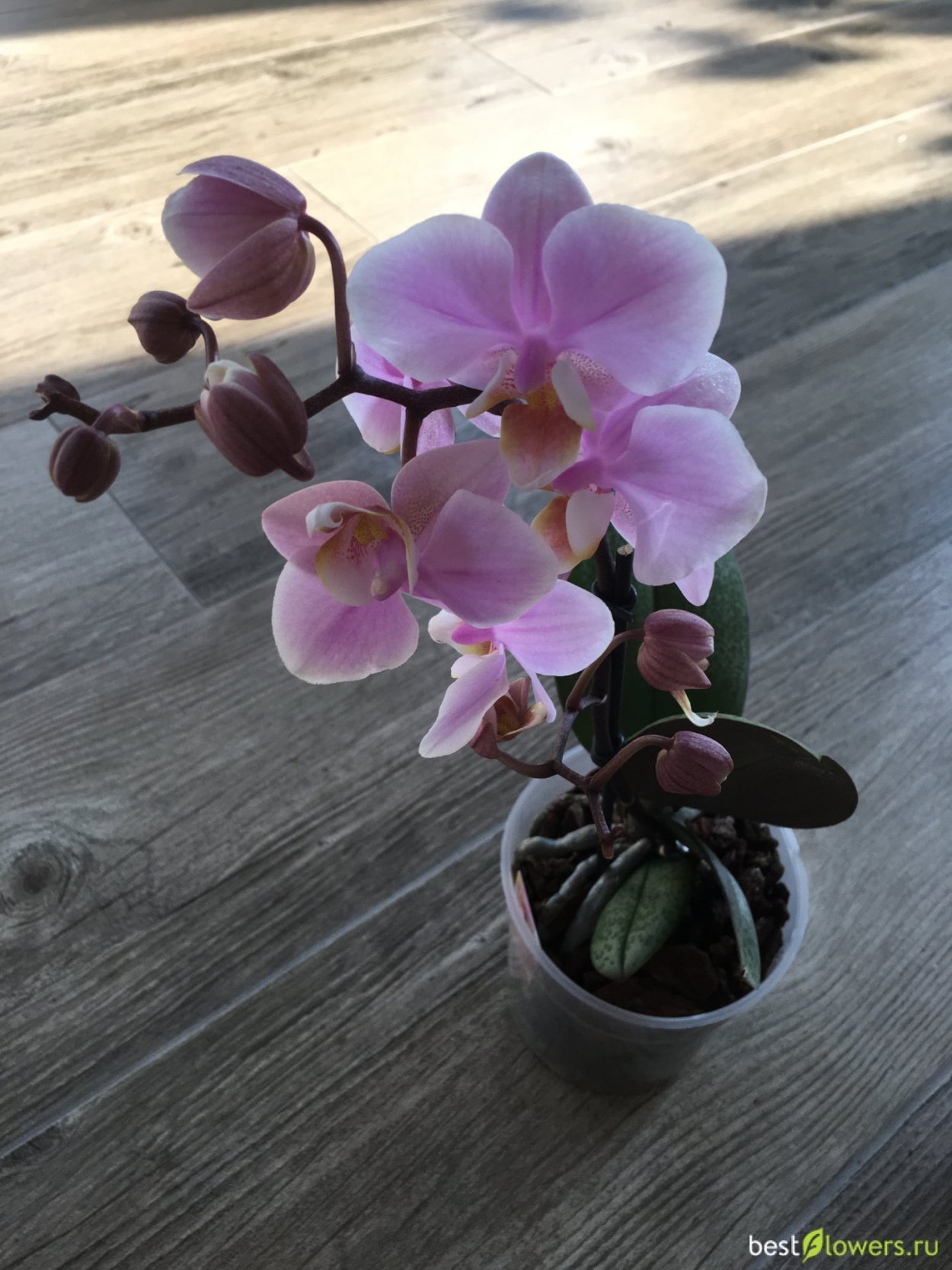 Орхидея Пинлонг черри