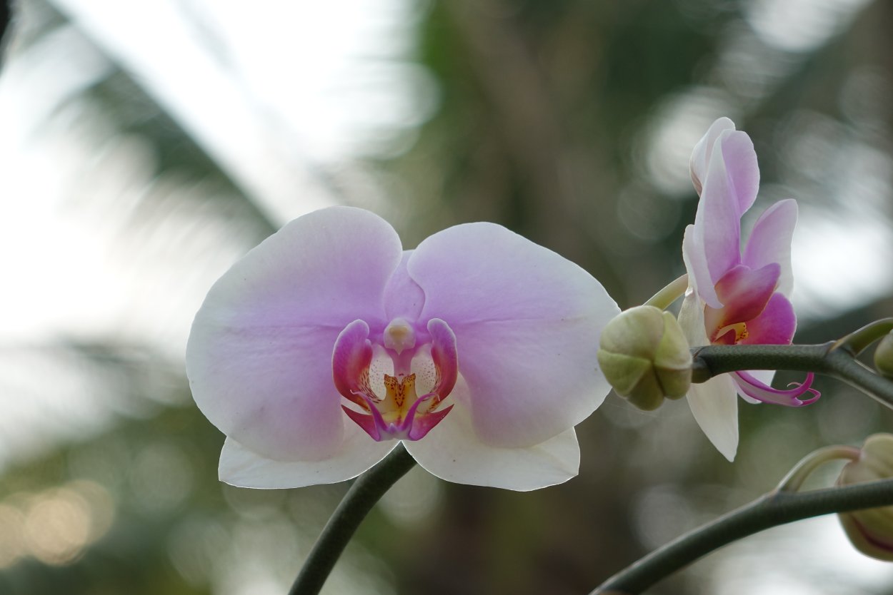 Орхидея ambiance Phalaenopsis