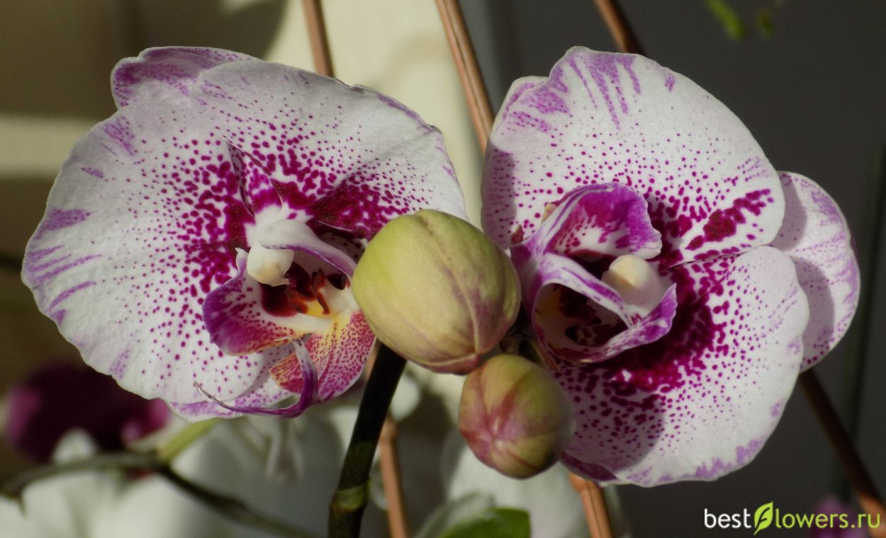 Фаленопсис Рауль Raoul