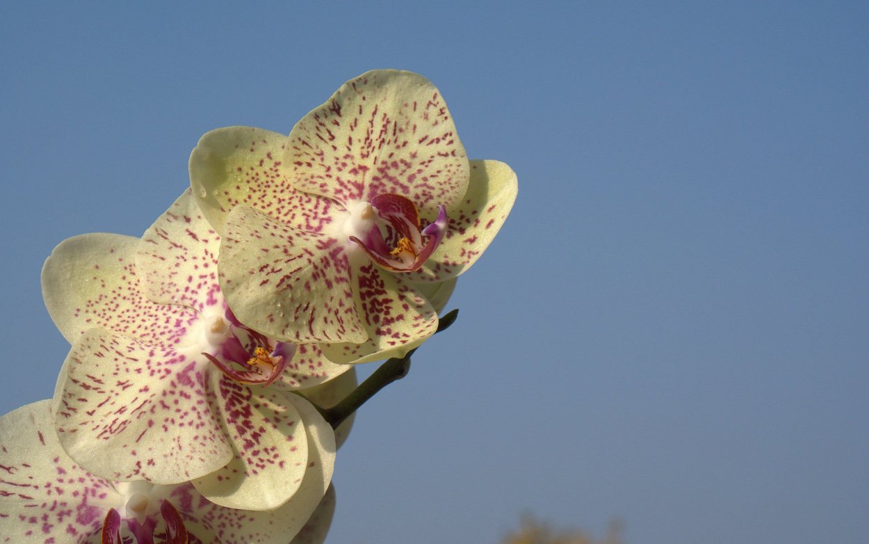 Фаленопсис Gold Rush