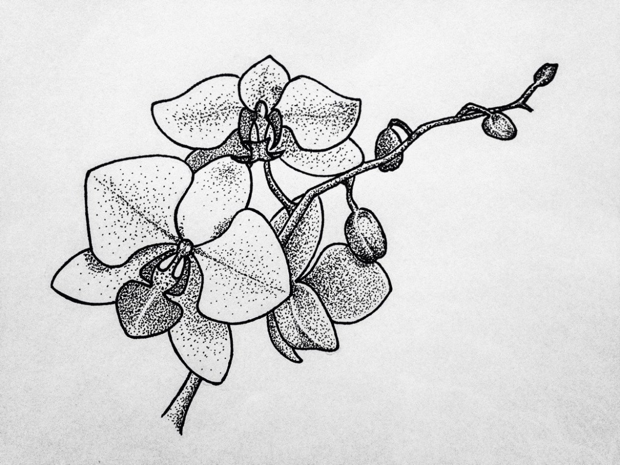 Стилизованные орхидеи