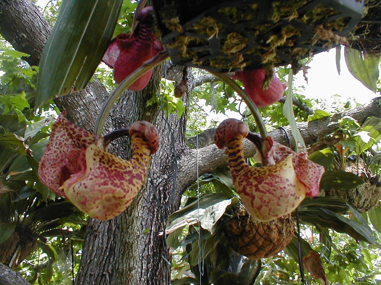 Coryanthes alborosea