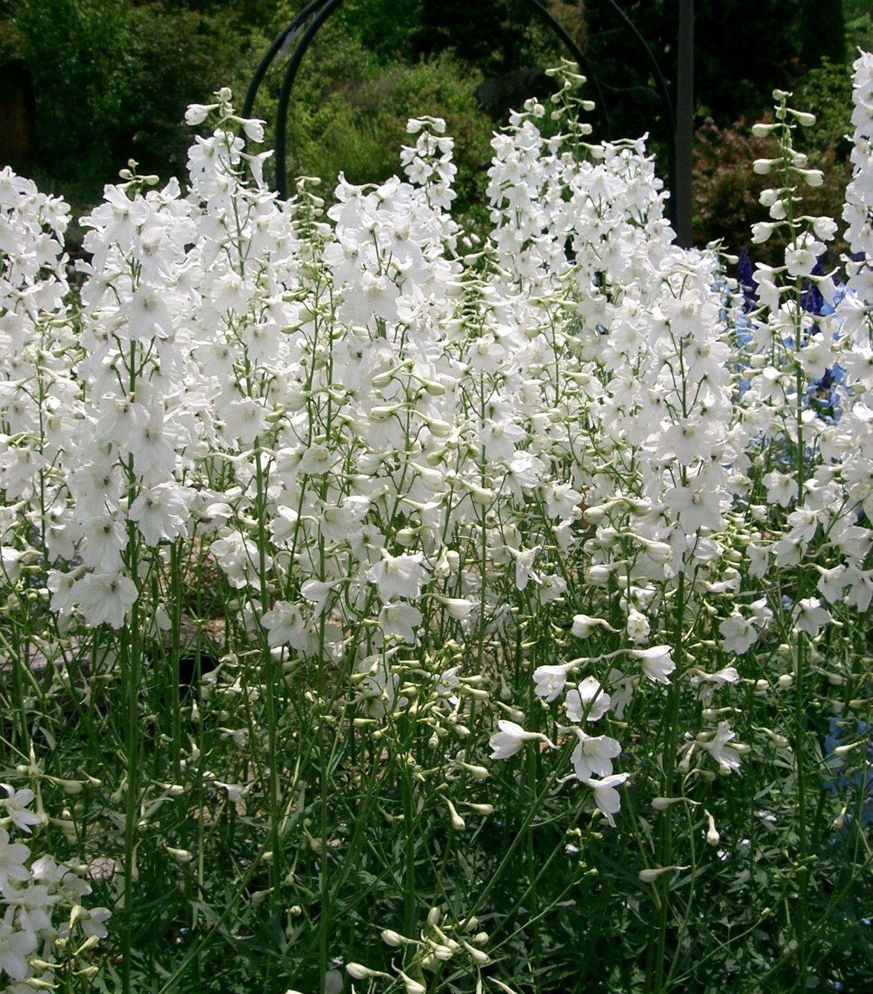 Дельфиниум многолетний белый