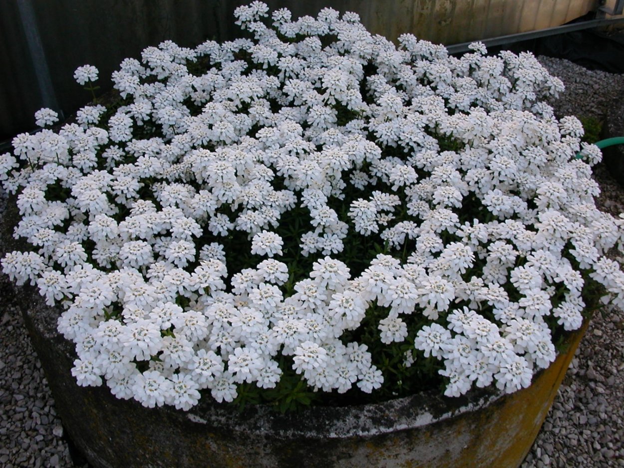 Иберис вечнозеленый Сноуфлейк