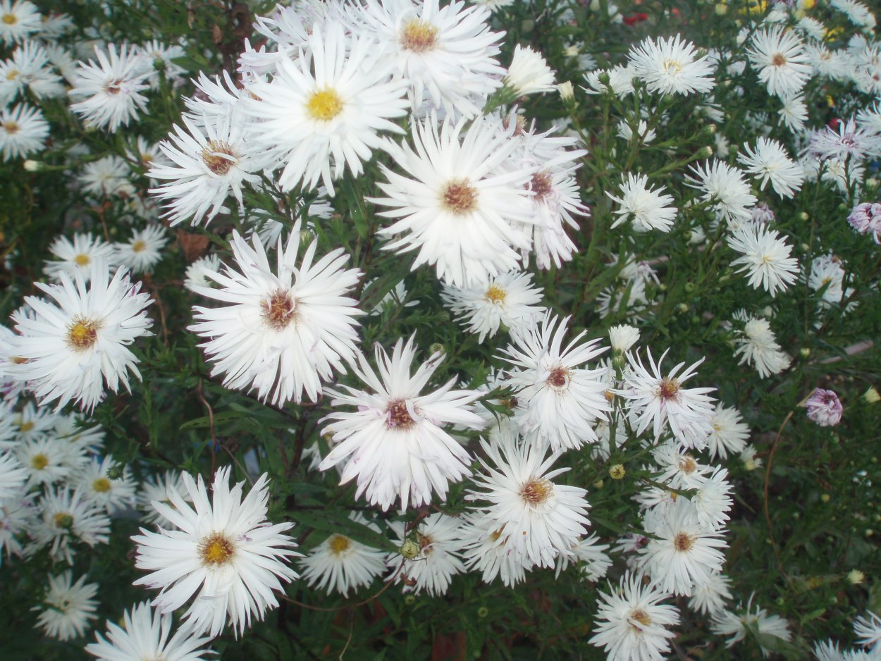 Астра кустарниковая белая
