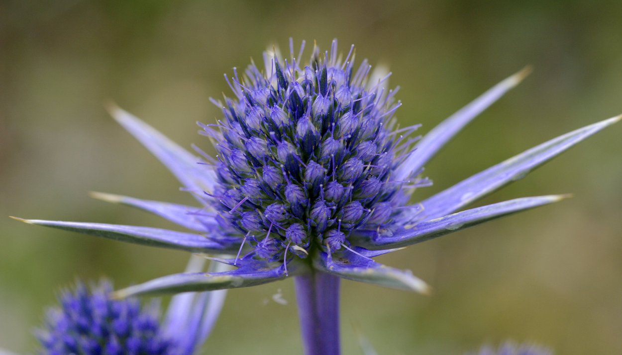Лиловый чертополох