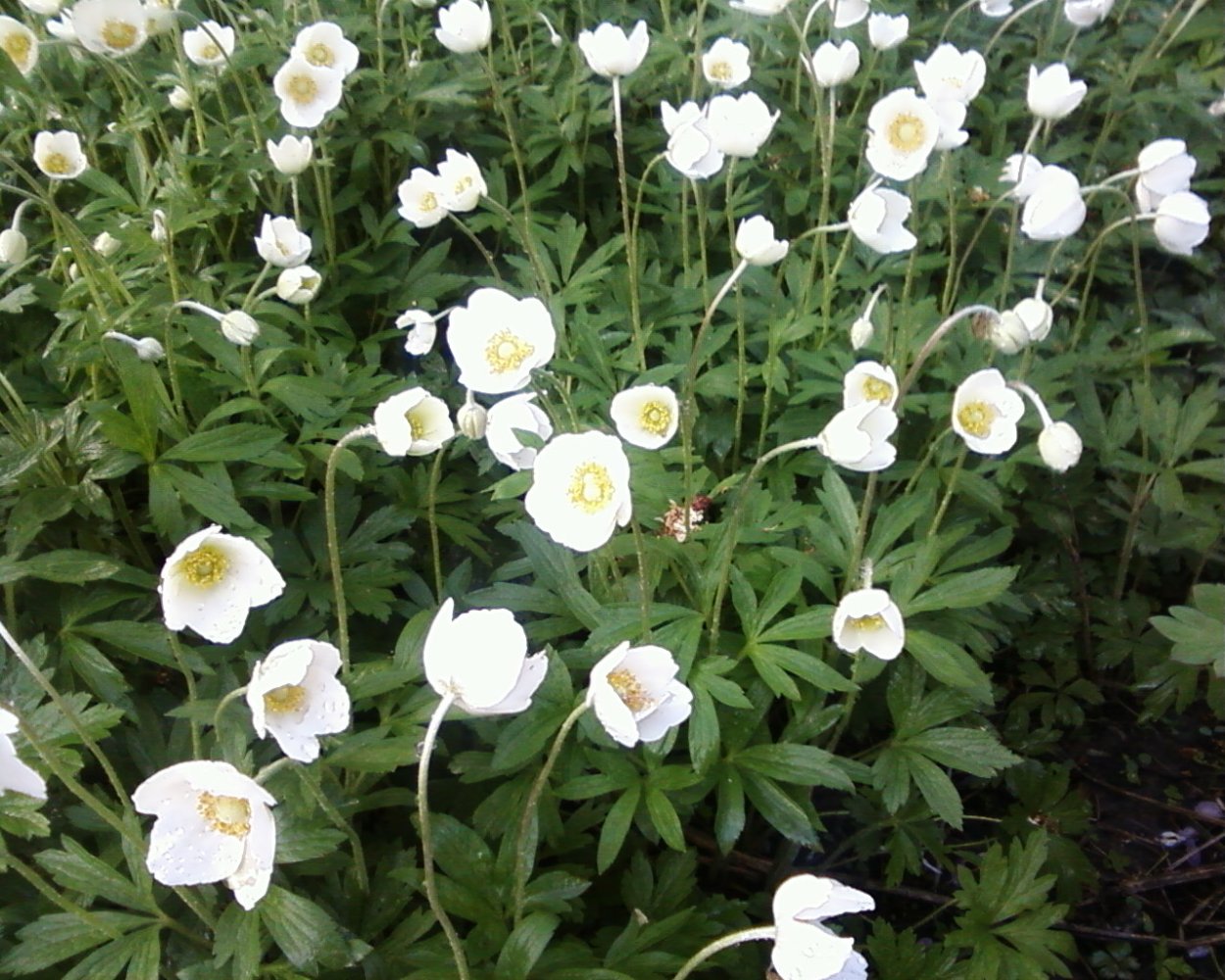 Многолетники ветреница Лесная