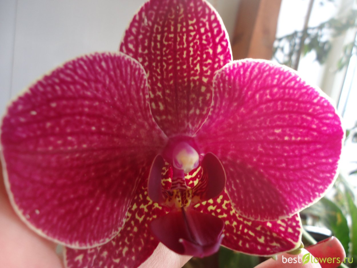 Орхидея Карин АЛОХА