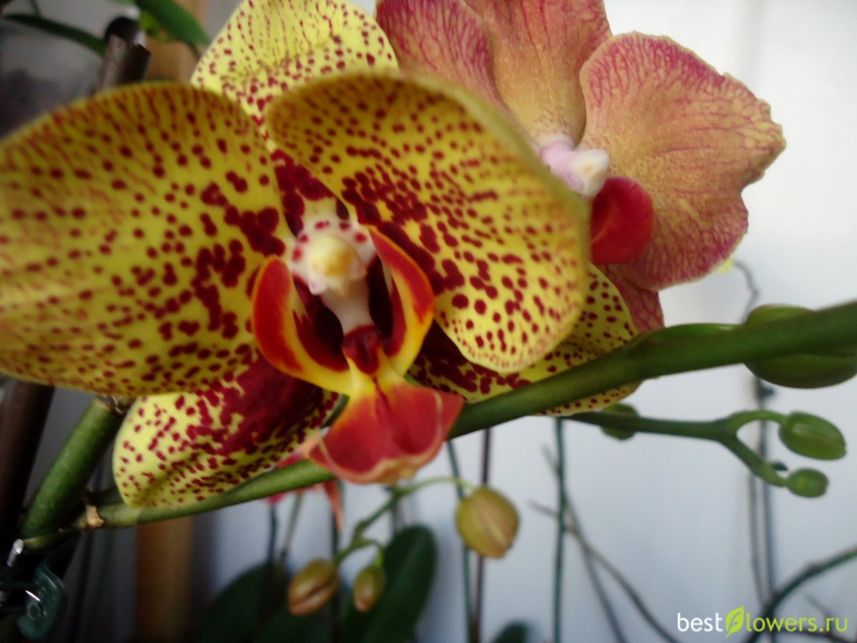 Орхидея Карин АЛОХА