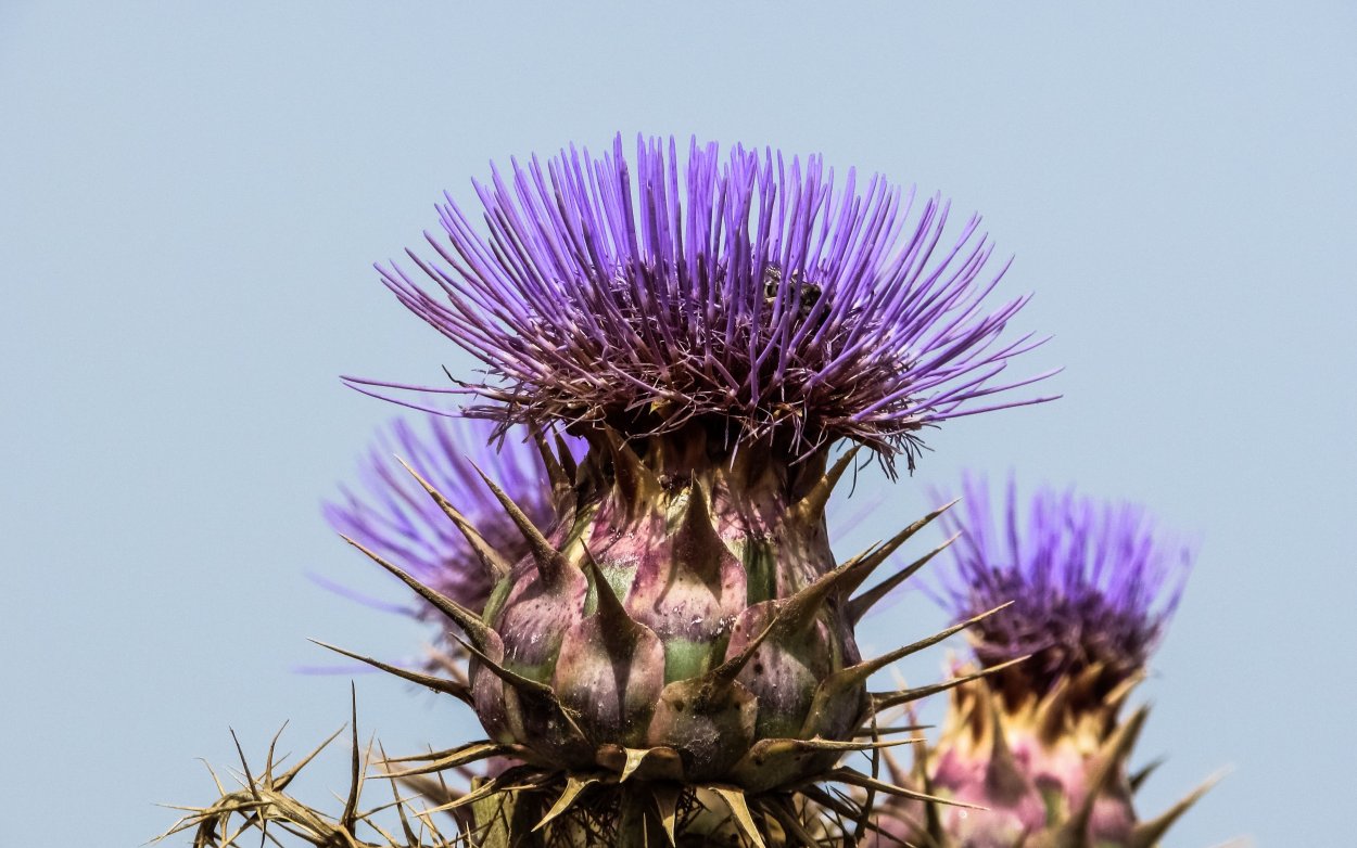 Мята Лаванда