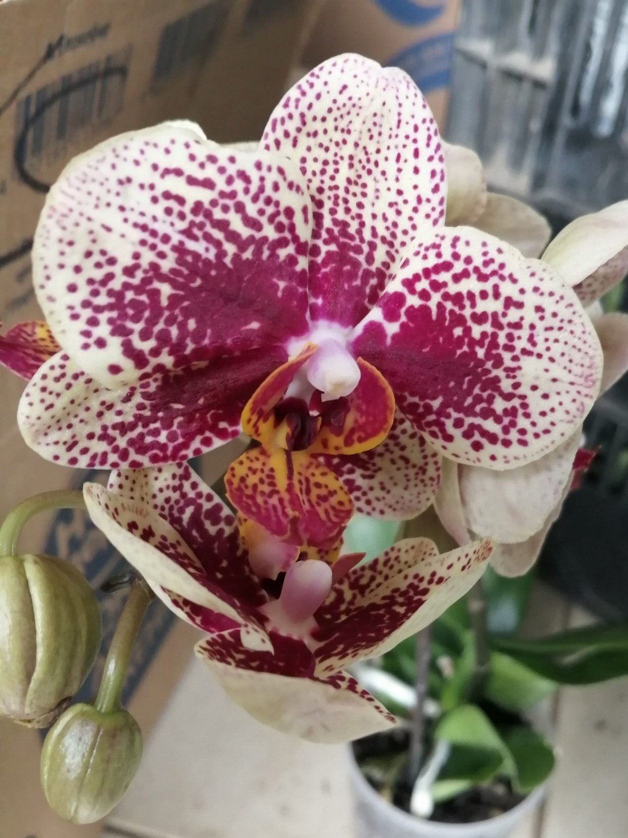 Орхидея Карин АЛОХА