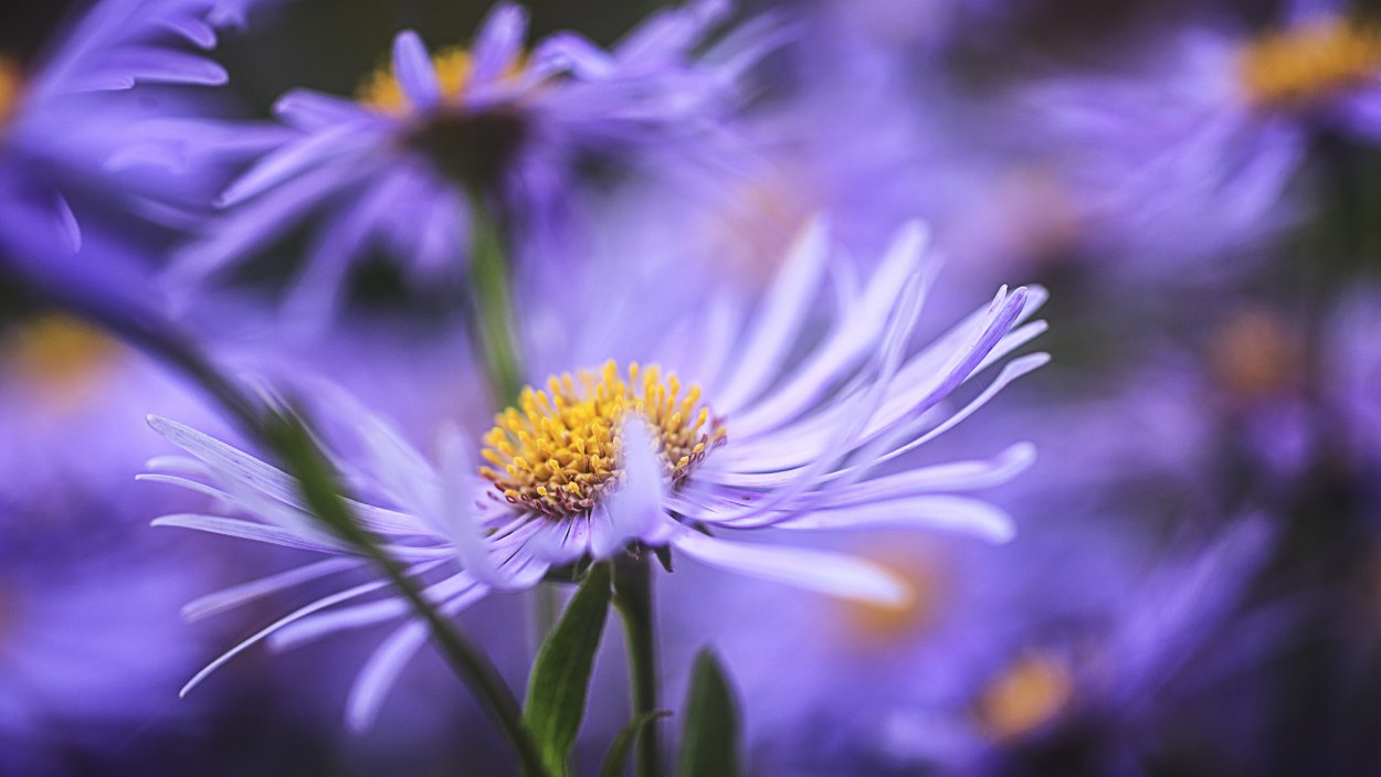 Фиолетовые цветы типа полыни