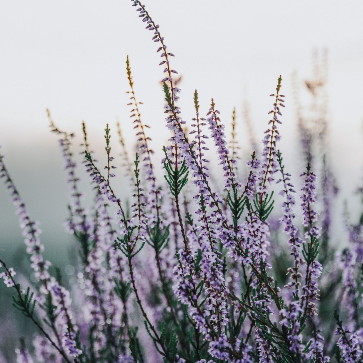 Лаванда шалфей Вереск