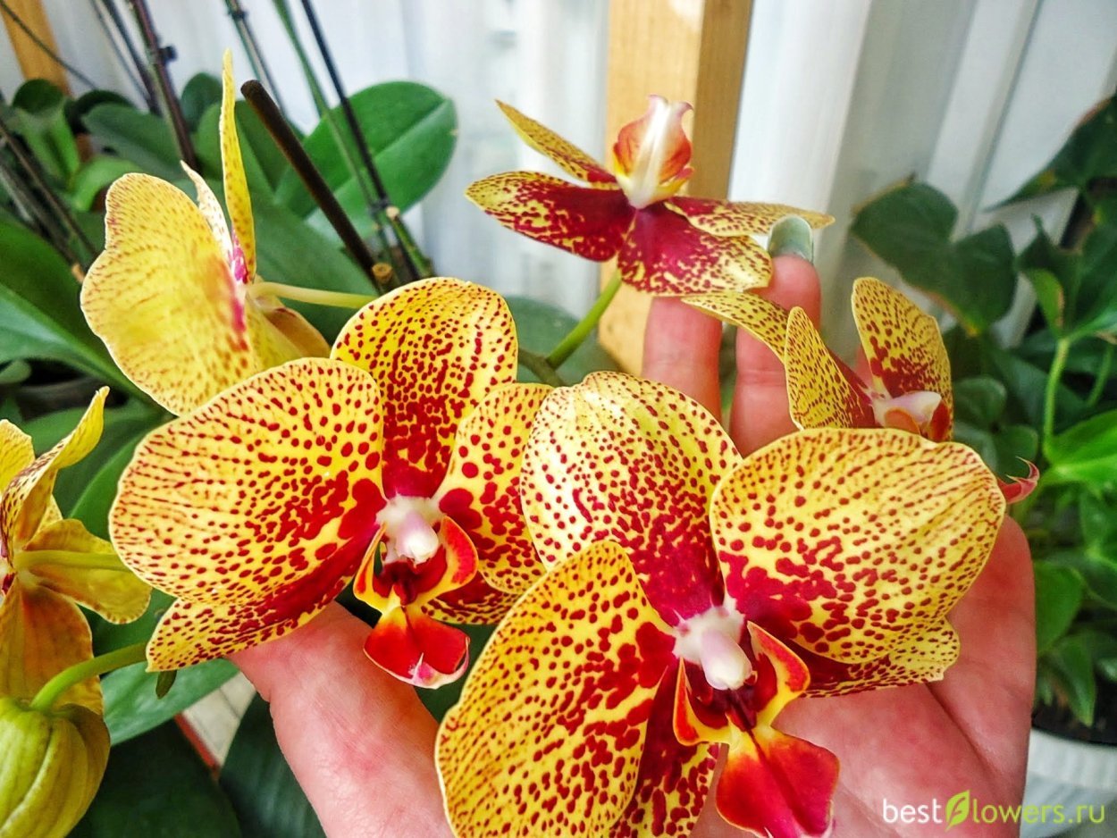 Орхидея Phalaenopsis Чармер