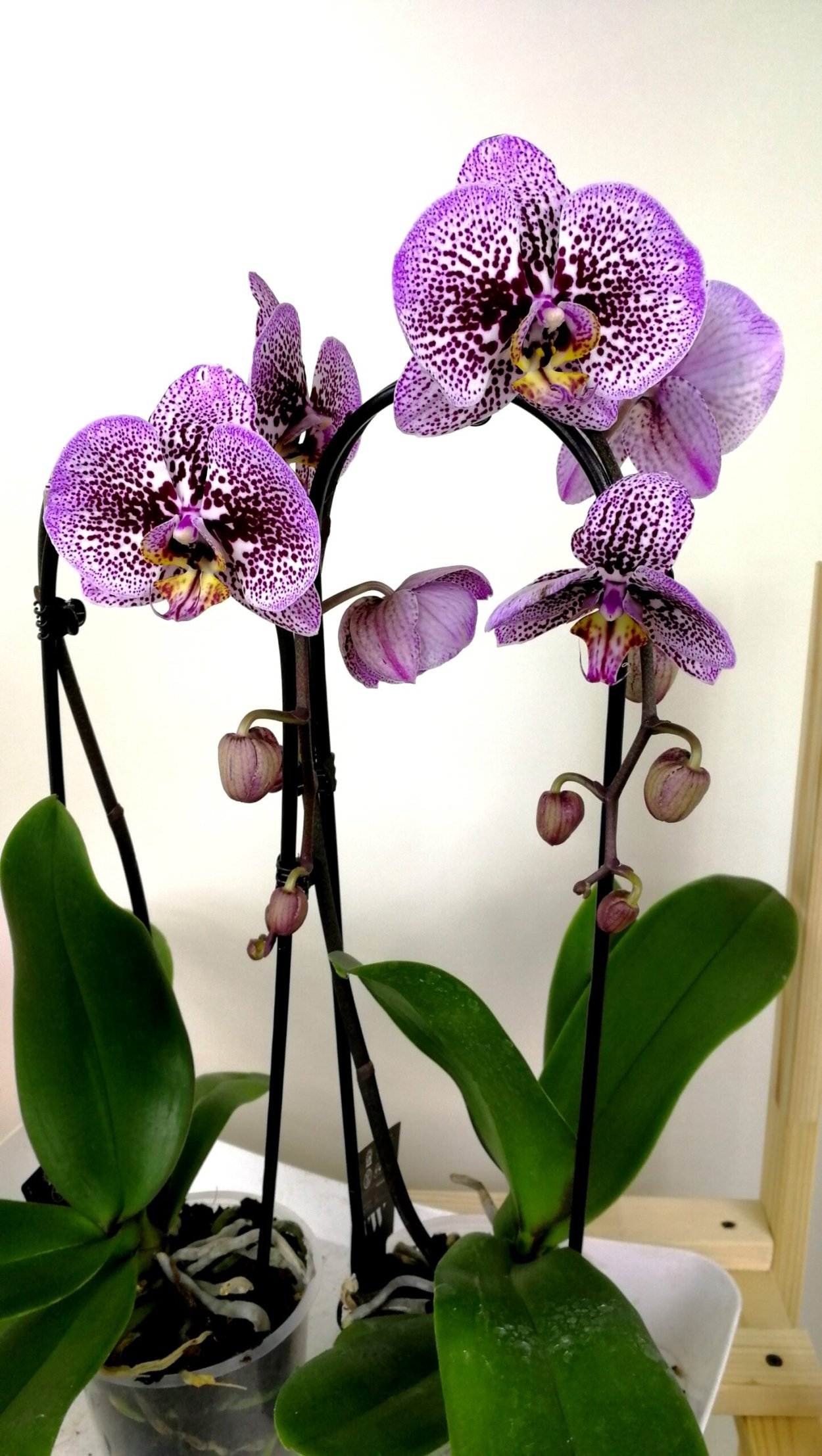Орхидея Phalaenopsis Elegant Julia