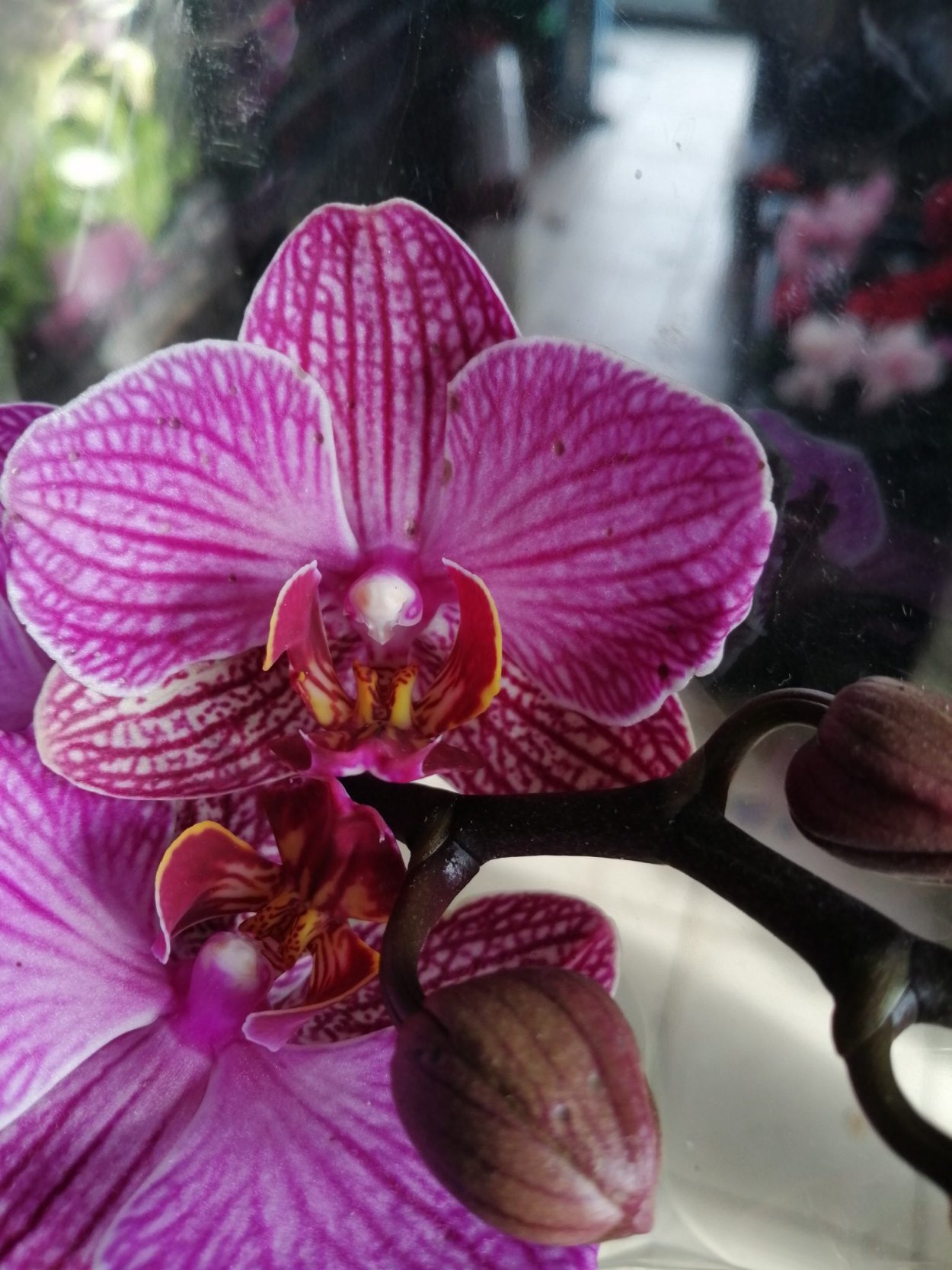 Орхидея фаленопсис Ямайка