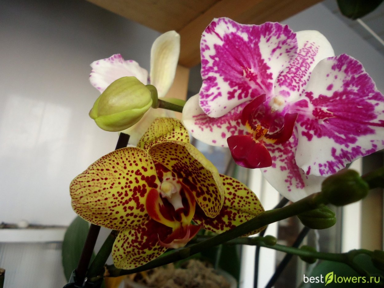 Орхидея Карина АЛОХА