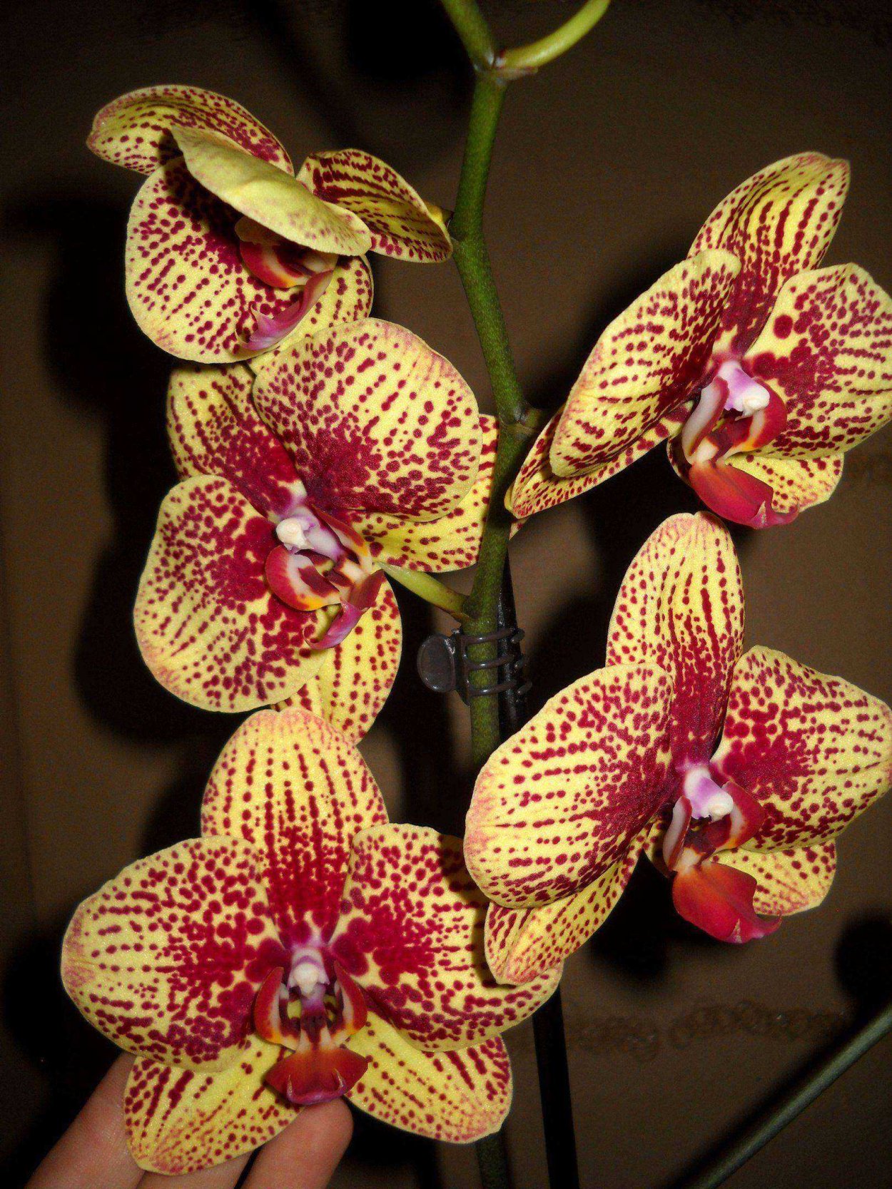 Орхидея Карин АЛОХА