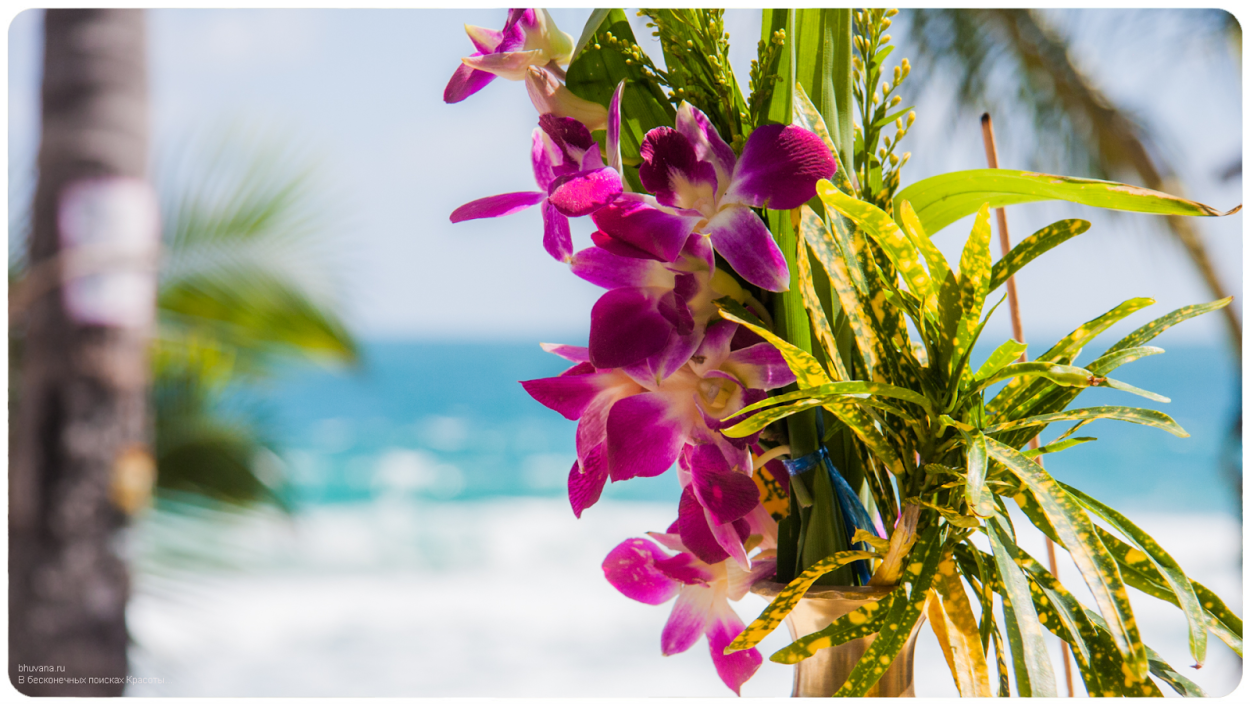 Биг Каттлея