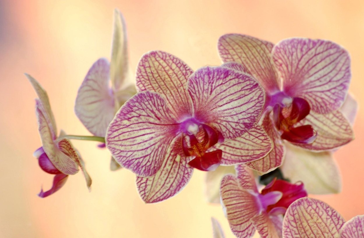 Фаленопсис Phal. Radiance