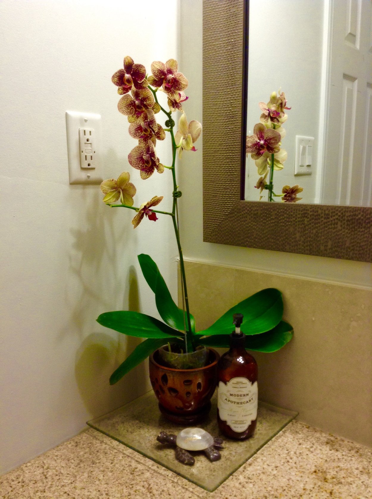 Фаленопсис Elegant Karin Aloha