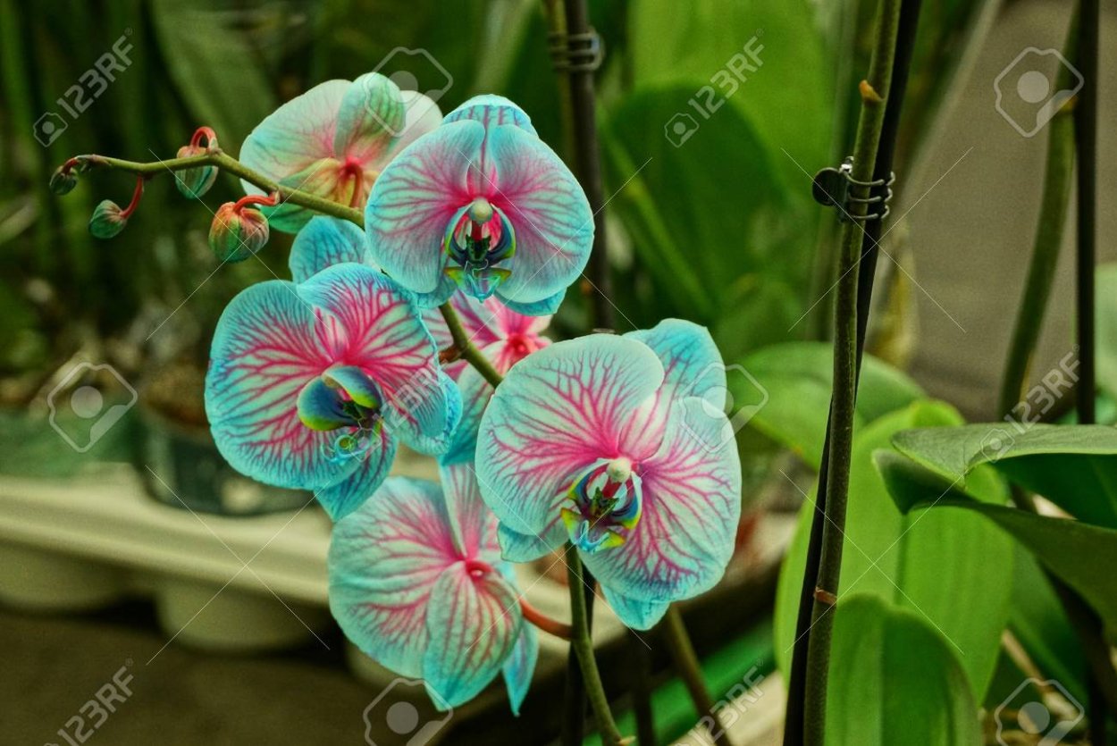 Орхидея Сого Сакура