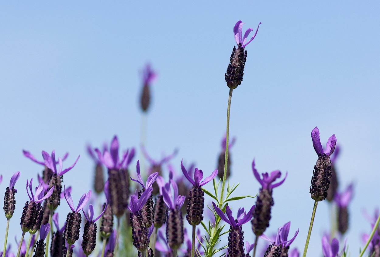 Лаванда рн7