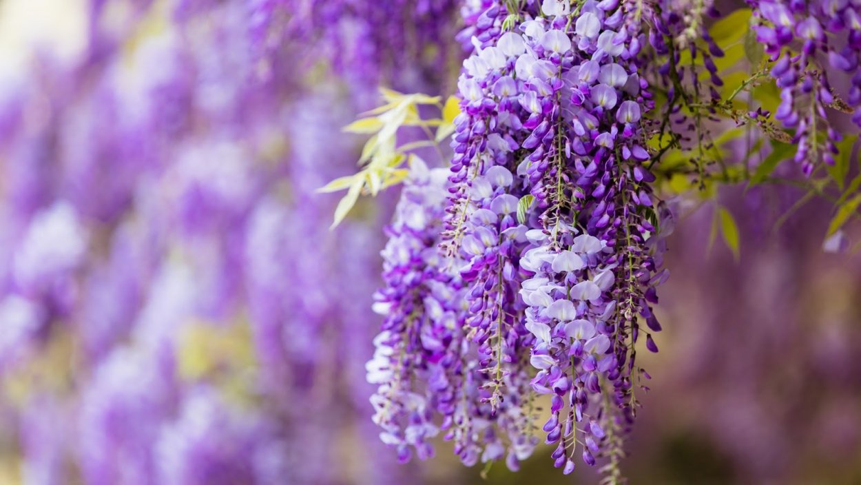 Цветок мимулюс