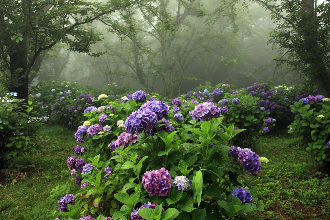 Обриета (аубреция)