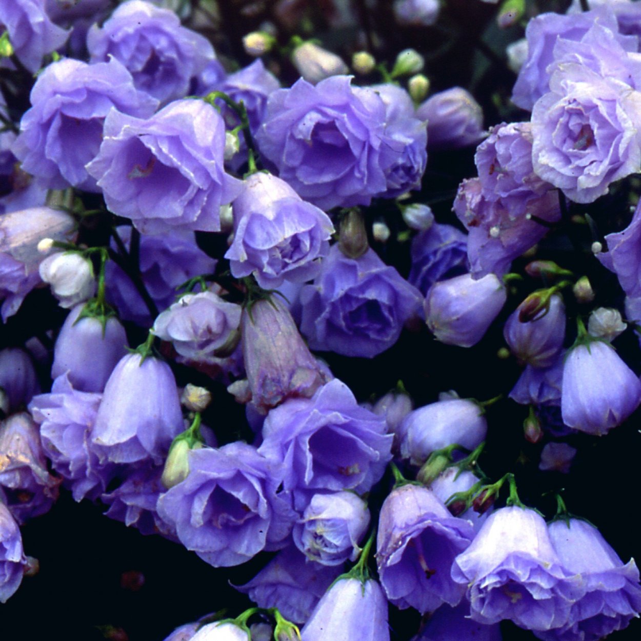 Колокольчик широколистный