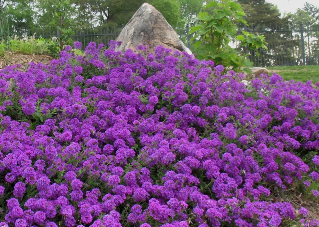 Роза Пурпл мини