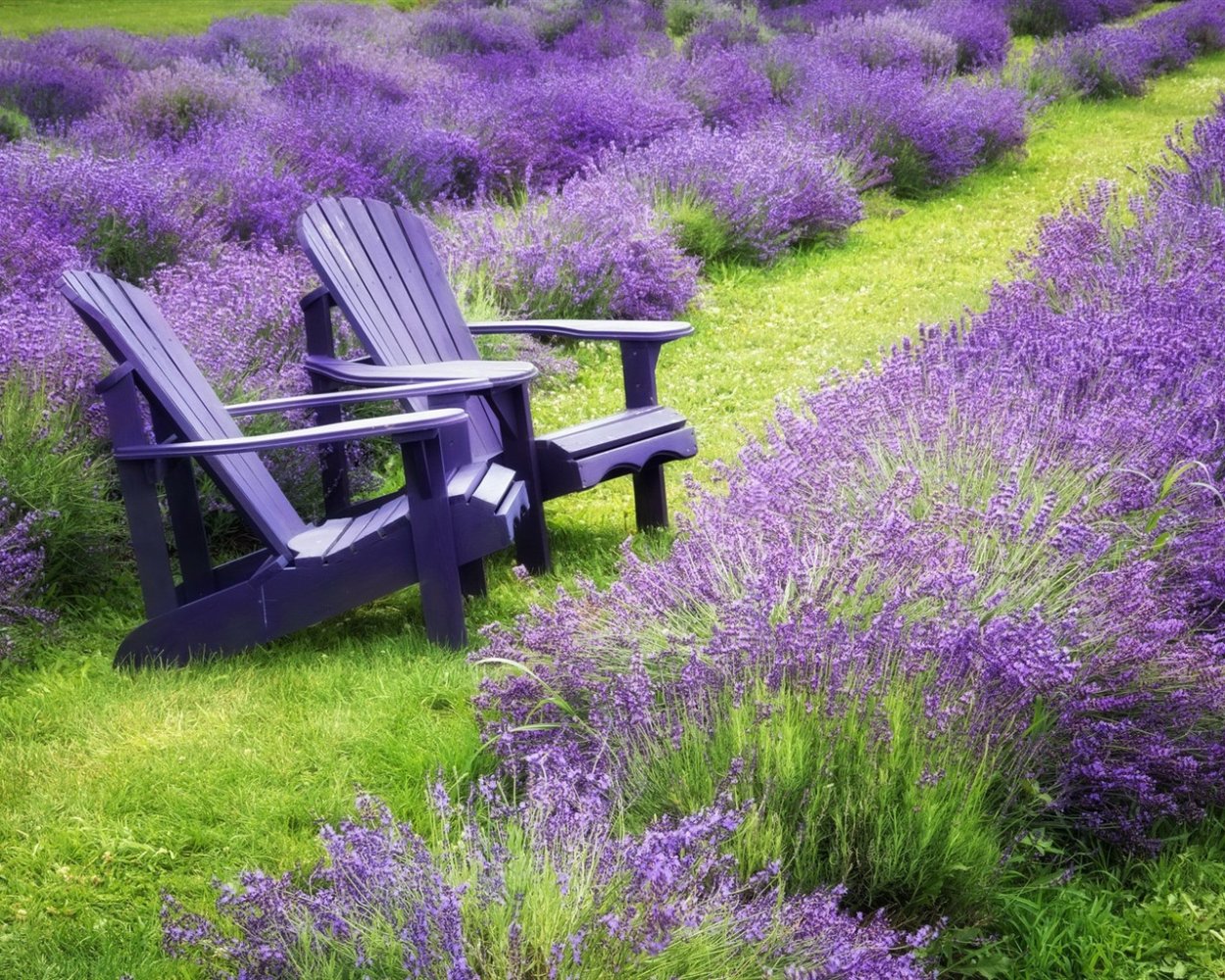 Элизабет Оливер колокольчик махровый