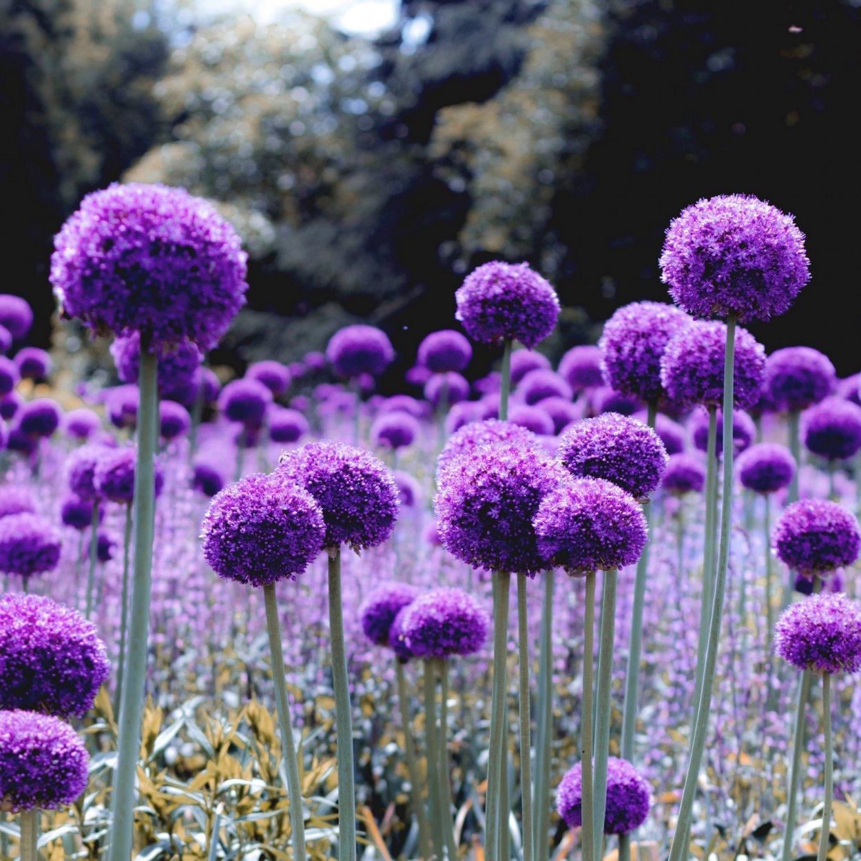 Растение с большими цветами как шары