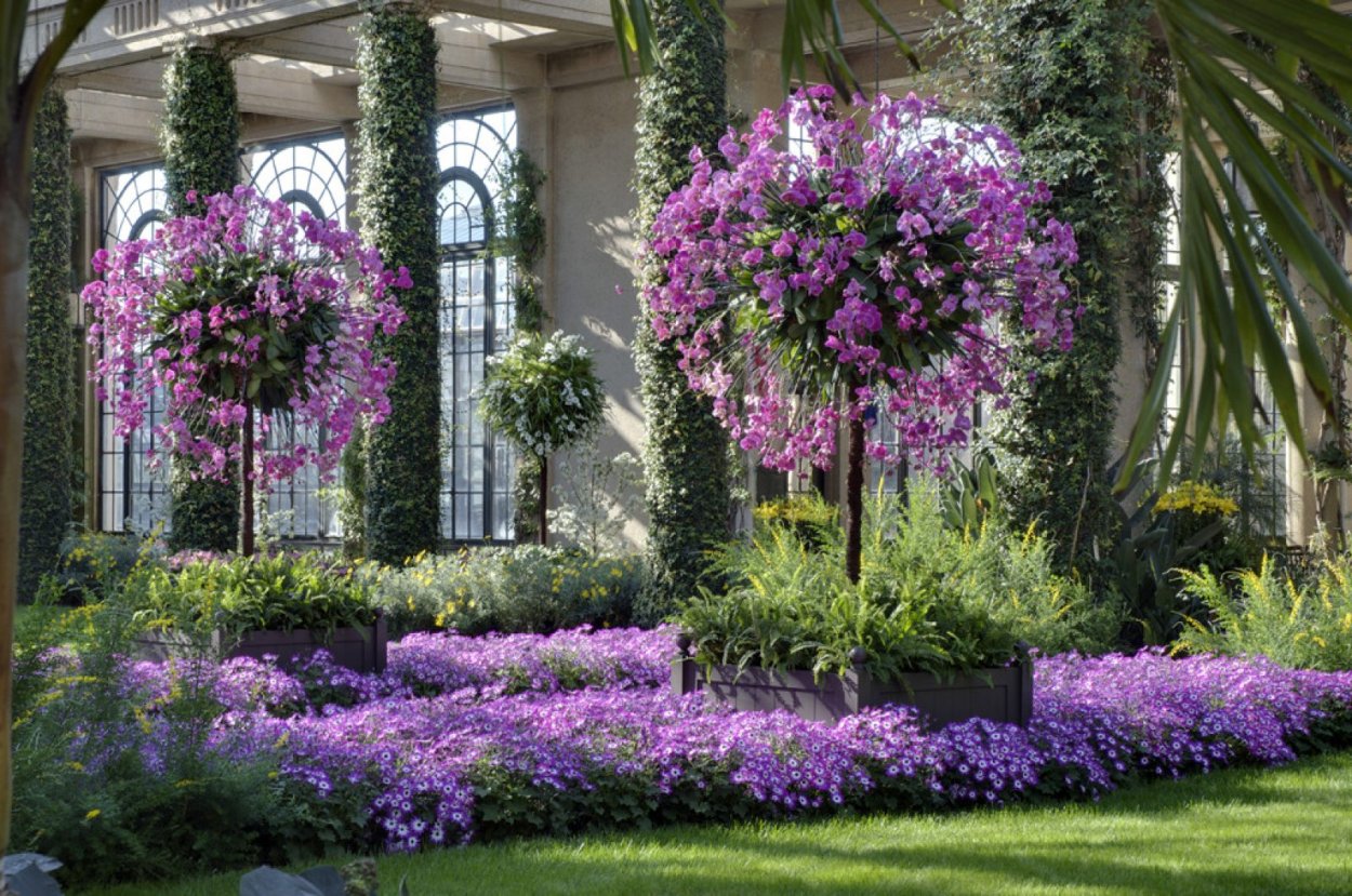 Сирень Виолетта