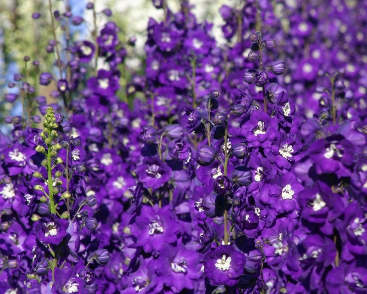 Орбиетапурпурный каска