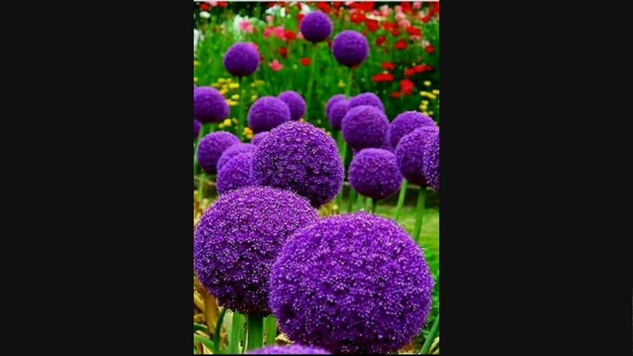 Петуния Дэдди Гавриш