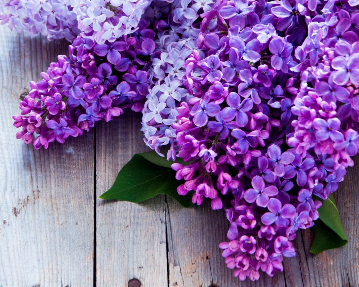 Глициния сиреневая "Вистерия"