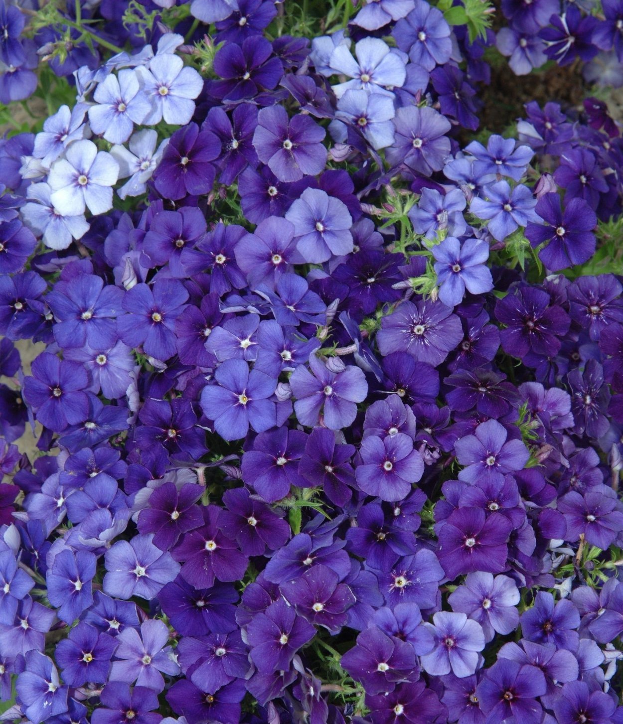 Колумбия плантации с гортензией