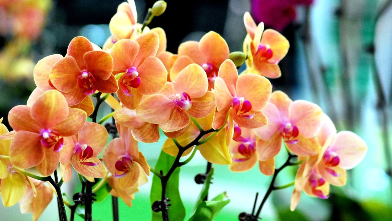 Фаленопсис Савион